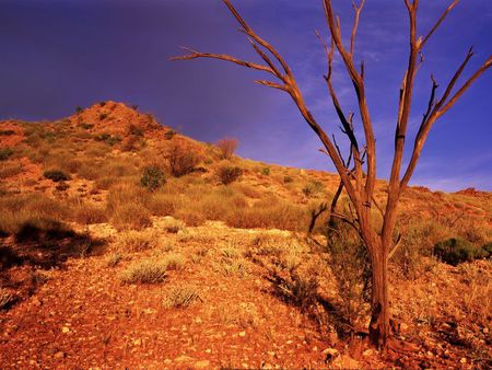 Dry Outback - blue sky, dry ground, dead tree, desert