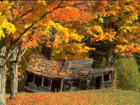 Shack in the woods - autumn colours, forest, woods, shack