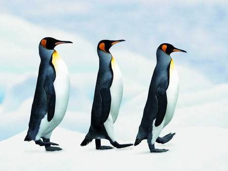 Follow the leader - ice, winter, penguins, walking, snow