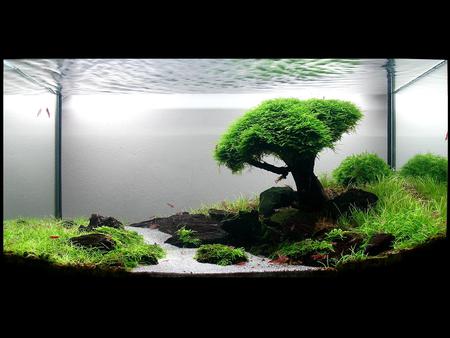 Fish Tank Dreams - green, feild, rock, grass, fish, tree