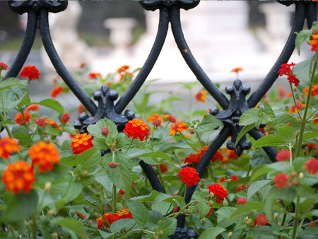 Lantana Flowers - flowers, lantana, wrought iron fence