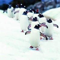 March of the penguins