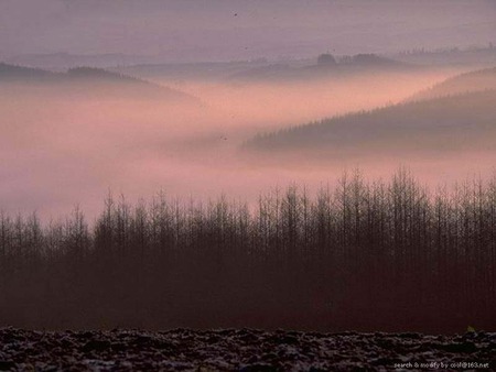 Misty Day - misty, winter, fog, forest, mountains