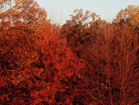 Red trees in fall - fall, red autumn leaves, forest, trees