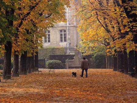 Walking the dog - trees, person, black poodle, walking, house, autumn leaves