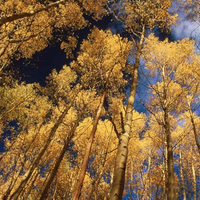 Golden trees