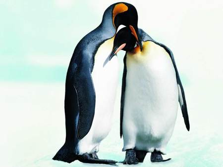 Little Romance - ice, winter, penguins, snow, romance, hug