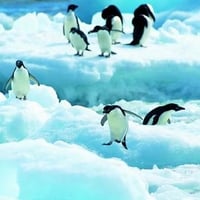 Penguins on ice