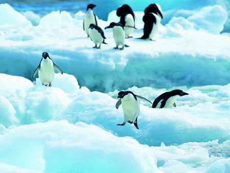 Penguins on ice - winter, ice, frozen, penguins