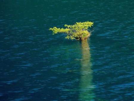 Tree in the middle - tree, flood water, new leaves