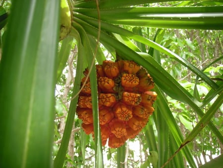 Dalandan - dalandan, plant