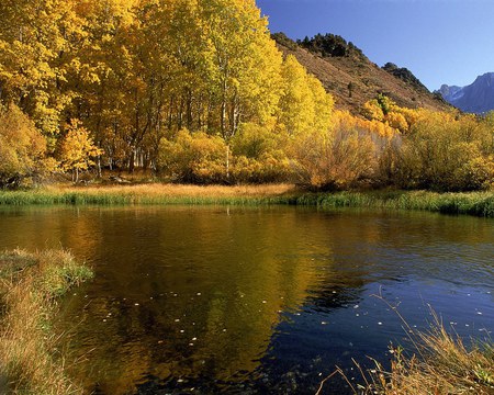 Peaceful Lake - calm, golden leaves, autumn, lake, forest