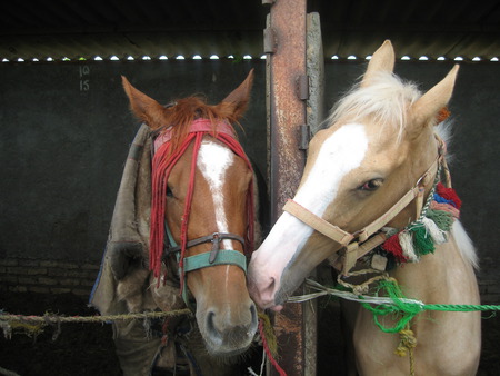 Lovely horses - love, horses, animals, romantic