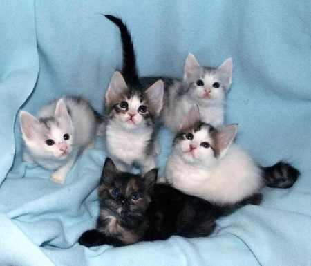 Kittens - cats, kitties