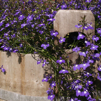 Purple flowers