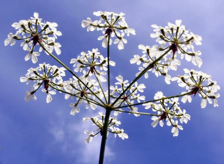 Flowers and sky - sky, flowers