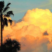 Clouds and palm