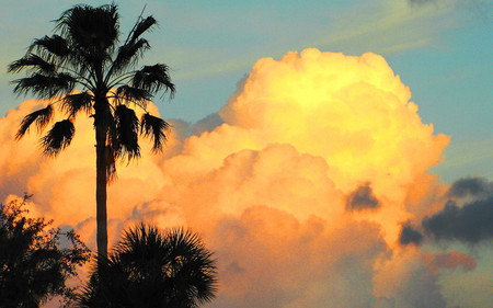 Clouds and palm - nature, clouds