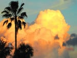 Clouds and palm