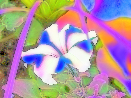 Petunia - flowers, 3d