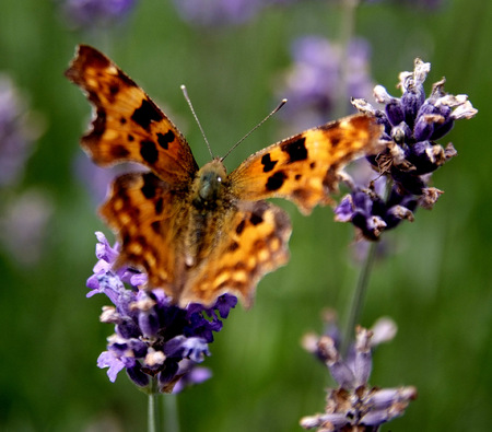 What a day - orange, flutterby, perpul, buterfly