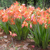 Orange flowers