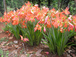 Orange flowers