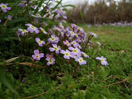 New Spring - nature, flowers, new, spring