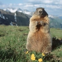 Alpine Marmot, Austria