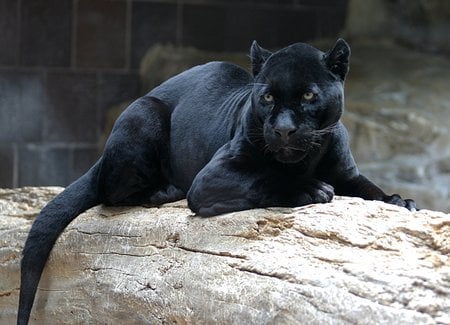 as black as the night - black, jaguar, in a zoo, animals