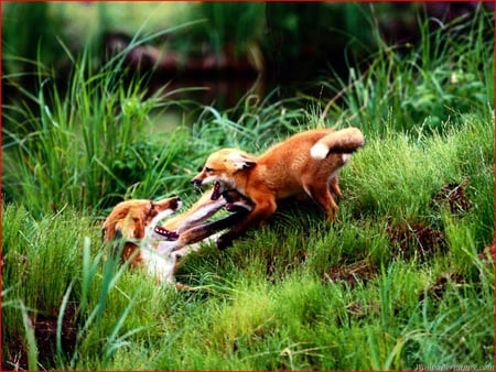 the red fox - horseplay, having fun, cub, mum