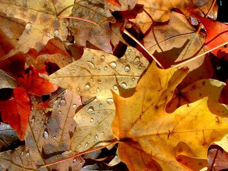  Autumn Collage - brown, autumn, fall, yellow, leaves, orange, leaf, gold