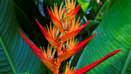 Haliconia Flora - bright, leaves, colorful, tropical, flower