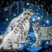 SNOW LEOPARD FAMILY