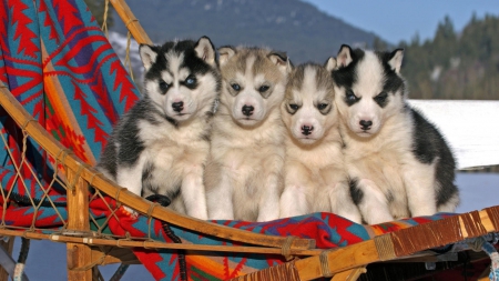 We stick togetha :D ! - Cute, Dogs, Husky, Four