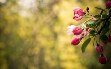 Beautiful blossoms - leaves, white, flowers, red