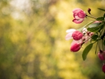 Beautiful blossoms