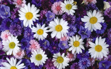 Lovely daisies - white, purple, flowers, flower