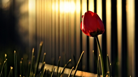 Lovely red tulips - cottage, field, grass, red