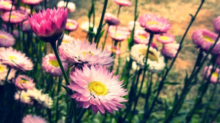 Vintage flowers - fields, flowers, grass, pink