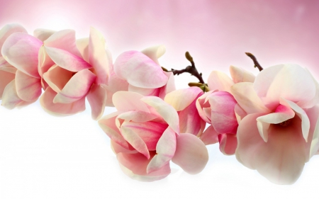 magnolia pink petals branch