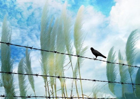 Under Blue Sky - clouds, pretty, breeze, trees, blue, raven, beautiful, colors, lovely, cool, fence, nature, surreal, love four seasons, sky