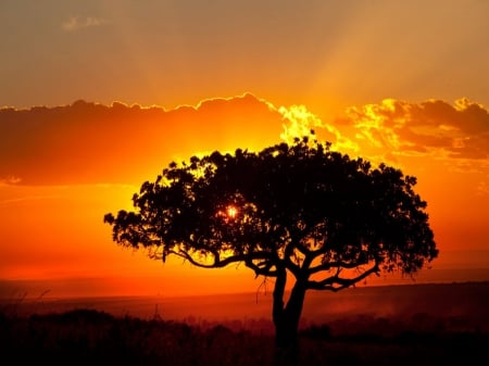 Sunset Silhouette - trees, nature, golden, silhouettes, sunsets, sky