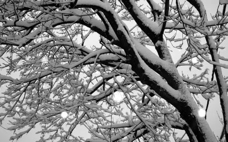 Snowy Winter Branches - nature, branches, trees, snow, winter