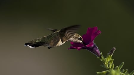 Hummingbird & Purple Petunia - bird, close -up, petunia, hummingbird, flower