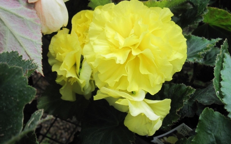 Yellow flowers - leaves, flowers, grass, yellow