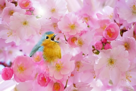 Song of Spring - pink, beautiful, flowers, cherry blossoms, spring, bird