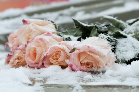 Discarded - roses, petals, peach, frost, snow