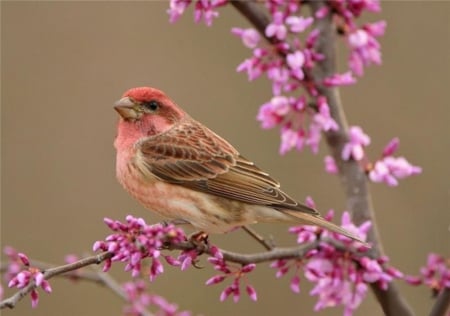 Spring Bird - branches, pink, animal, flowers, spring, bird