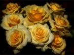 Yellow Roses